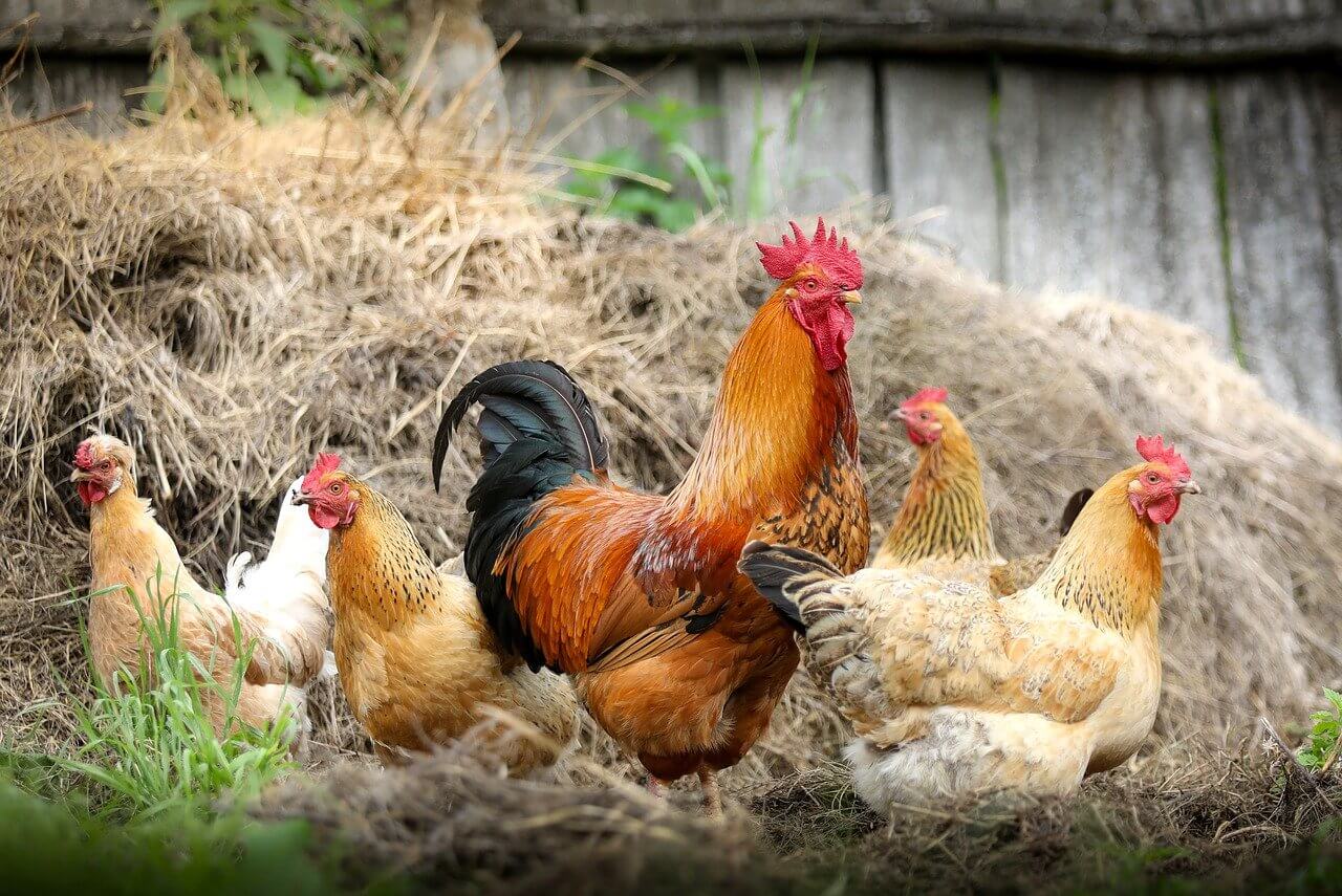 types of chicken farm