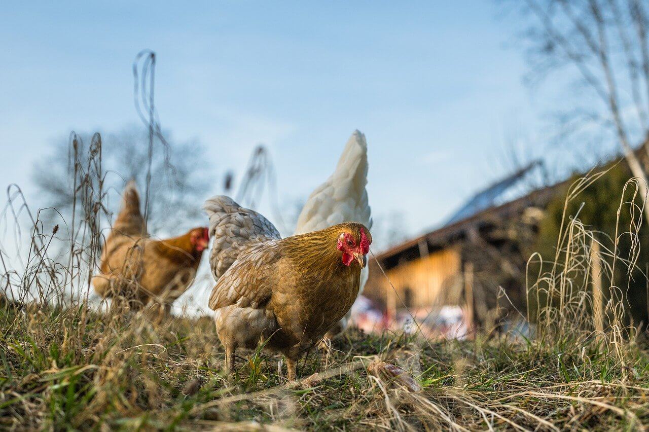 are chicken farms profitable