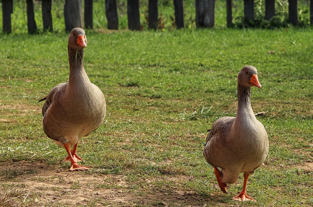 how to tell a goose from a gander