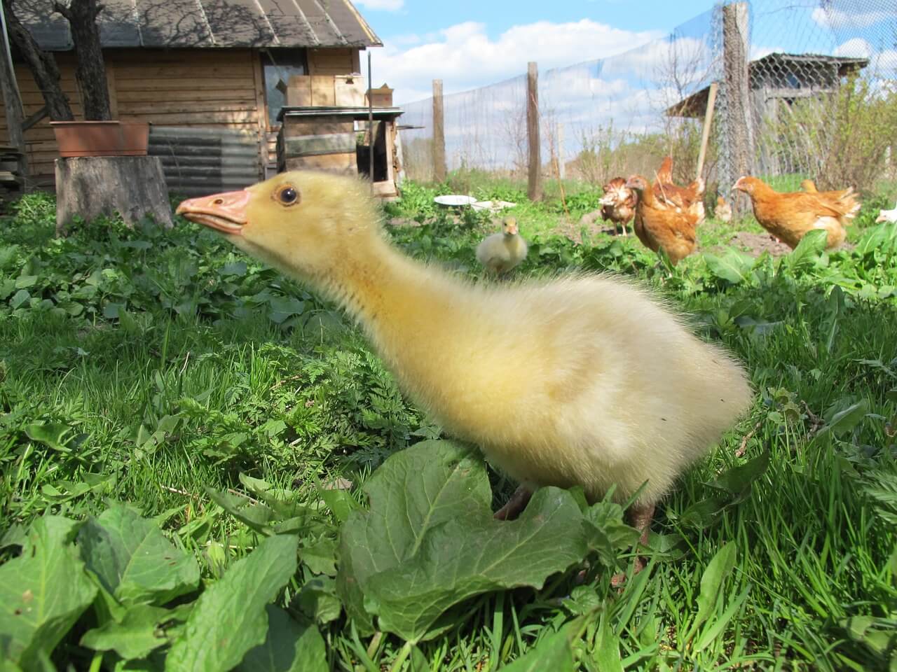 how to raise a baby goose
