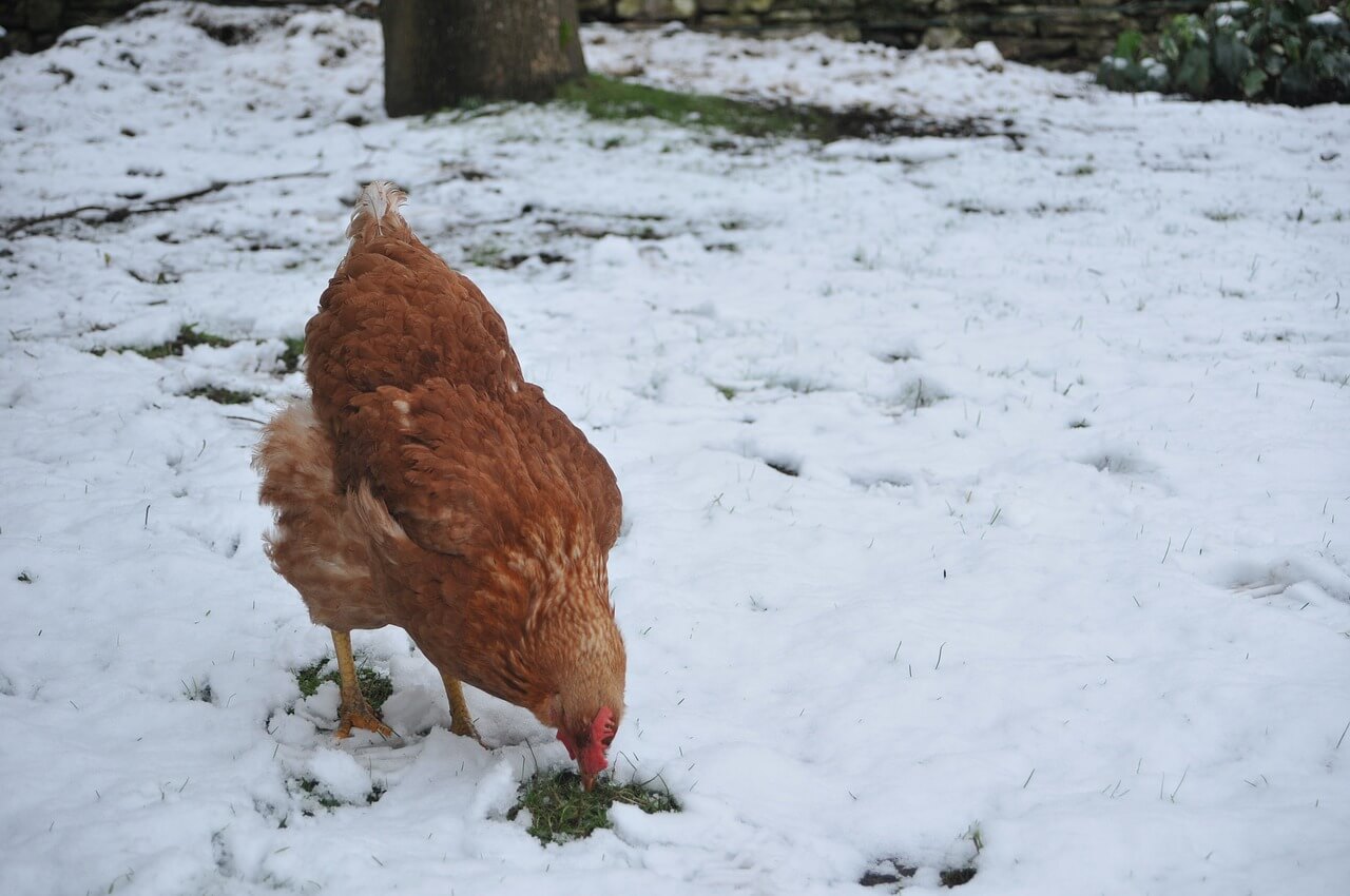 what temperature is too cold for chickens