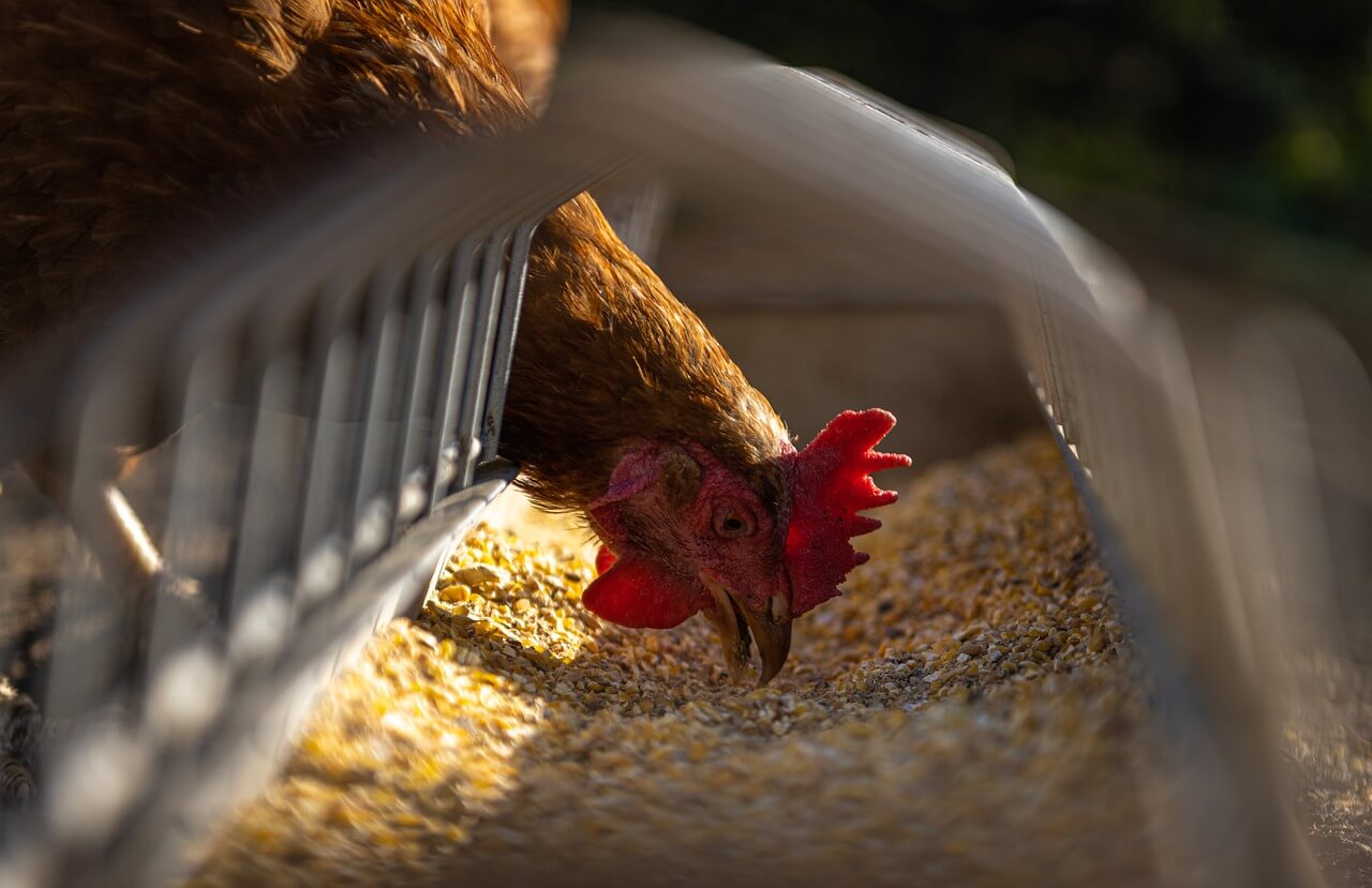 what are the main ingredients in chicken feed