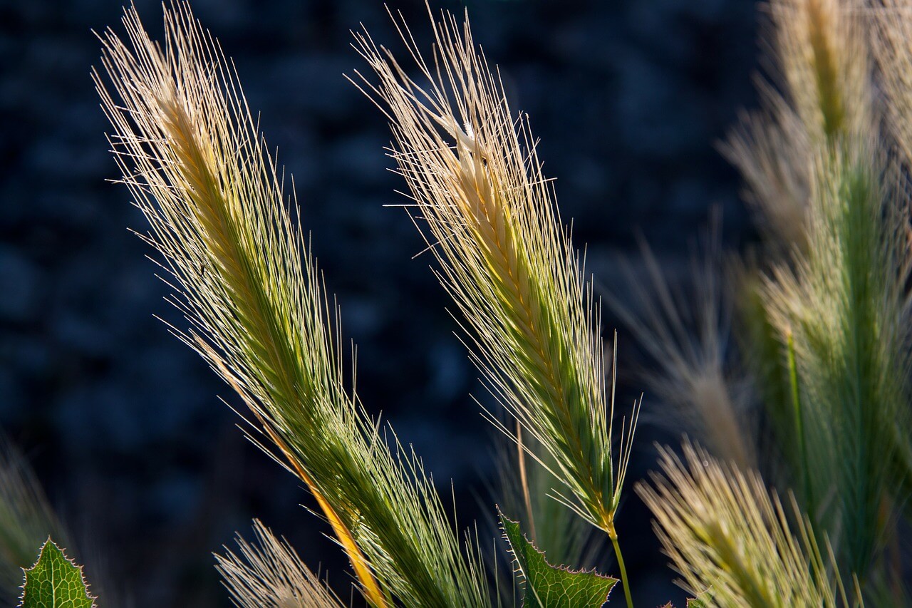 benefits of growing barley