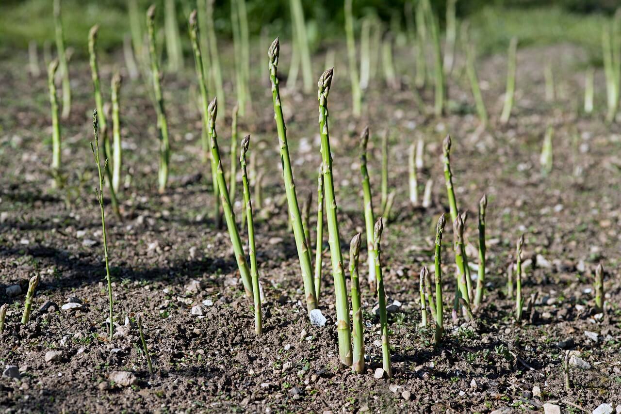 how do you cut asparagus for regrowth