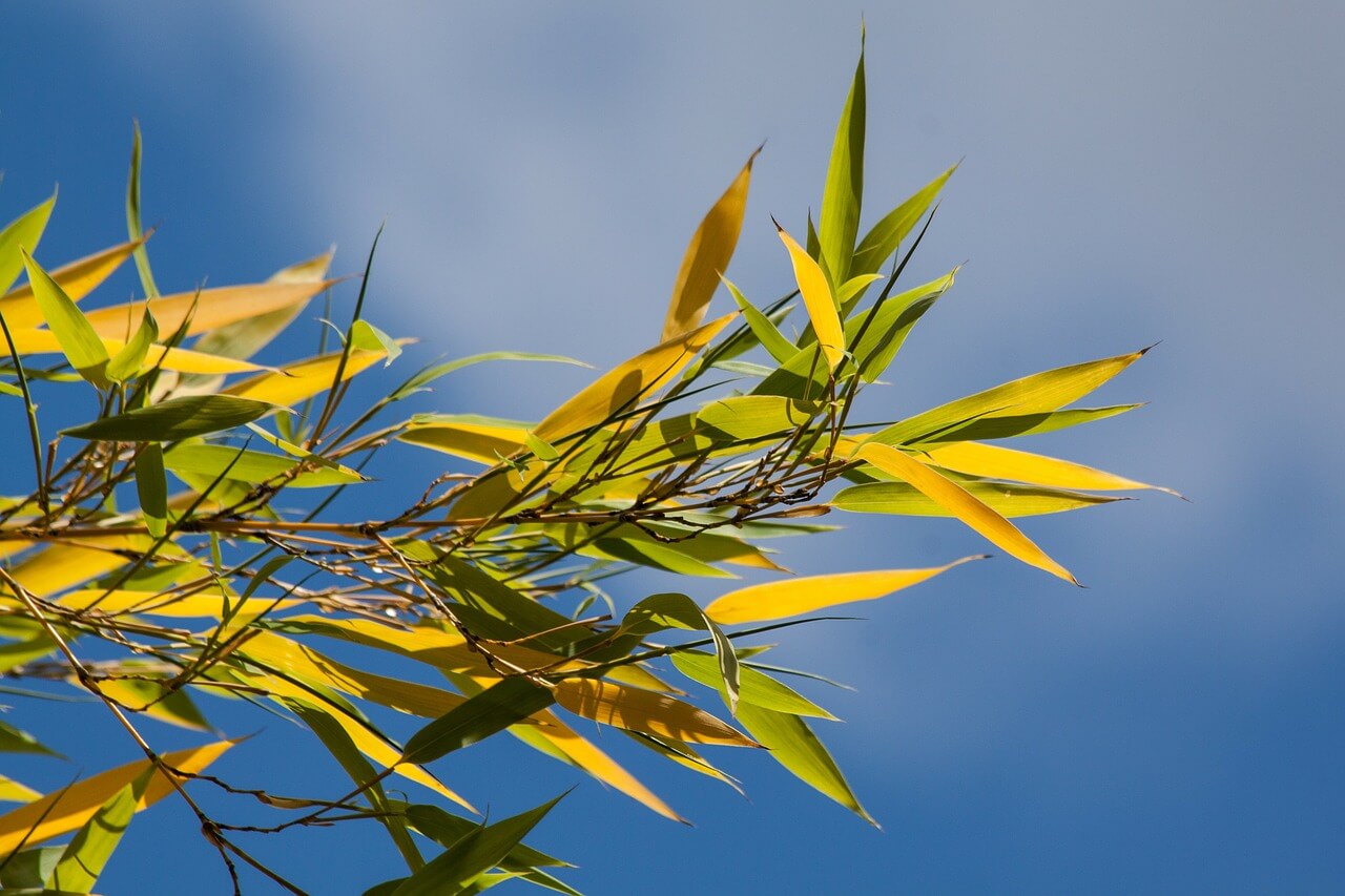 how to revive bamboo leaves turning yellow