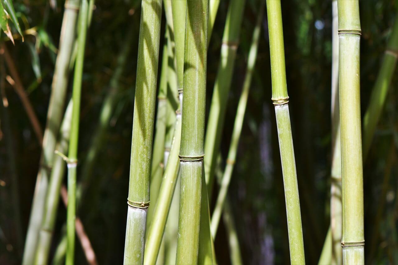 what do I do if my bamboo is too tall