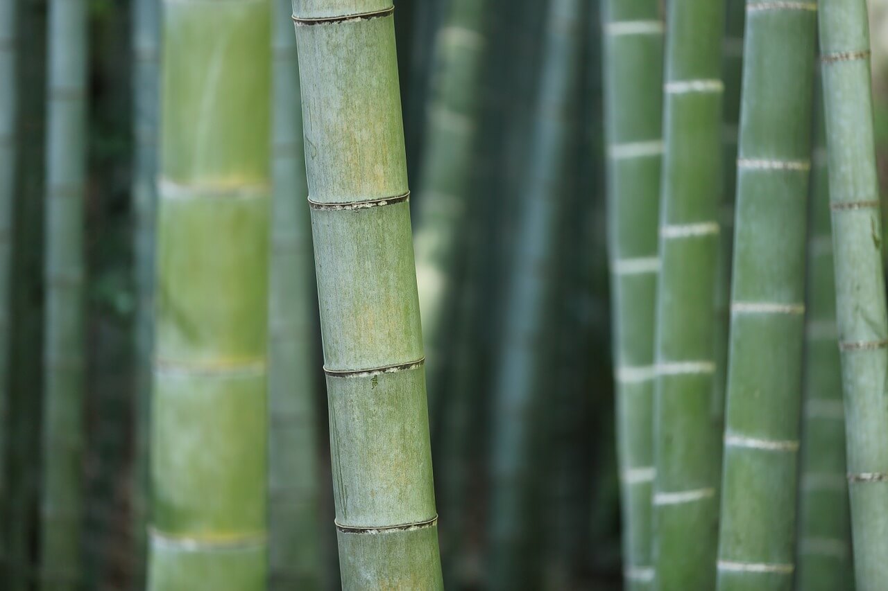 how many times can you harvest bamboo