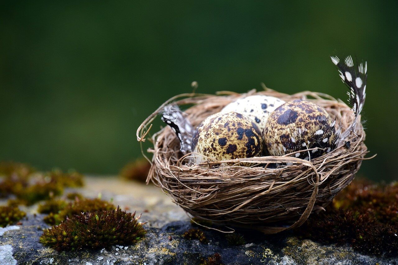 can you take wild bird eggs to eat