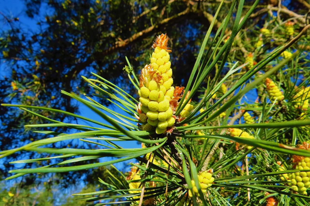 what is pine pollen good for