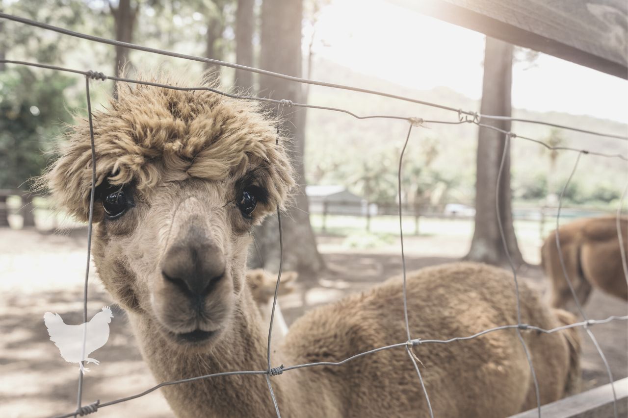 what to feed alpacas in the winter