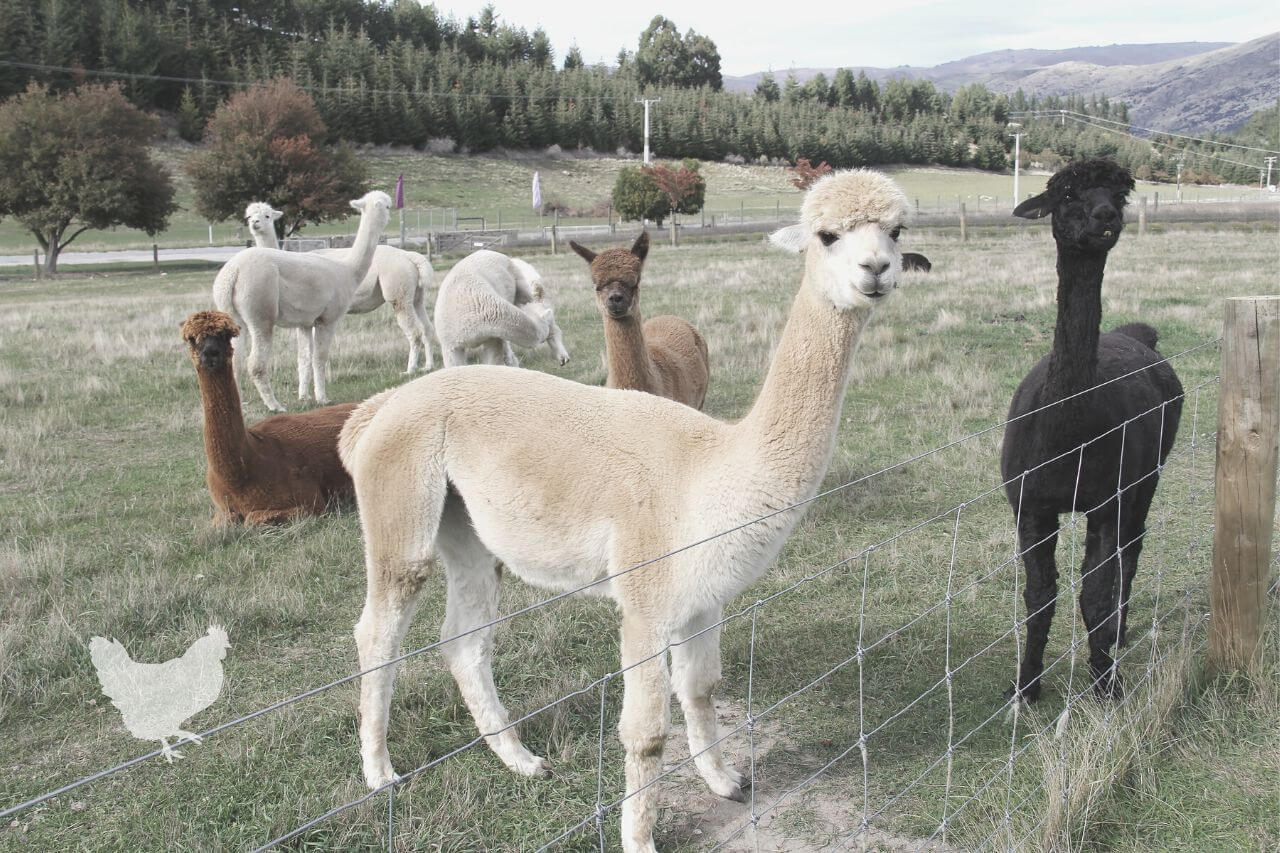 what not to feed alpacas