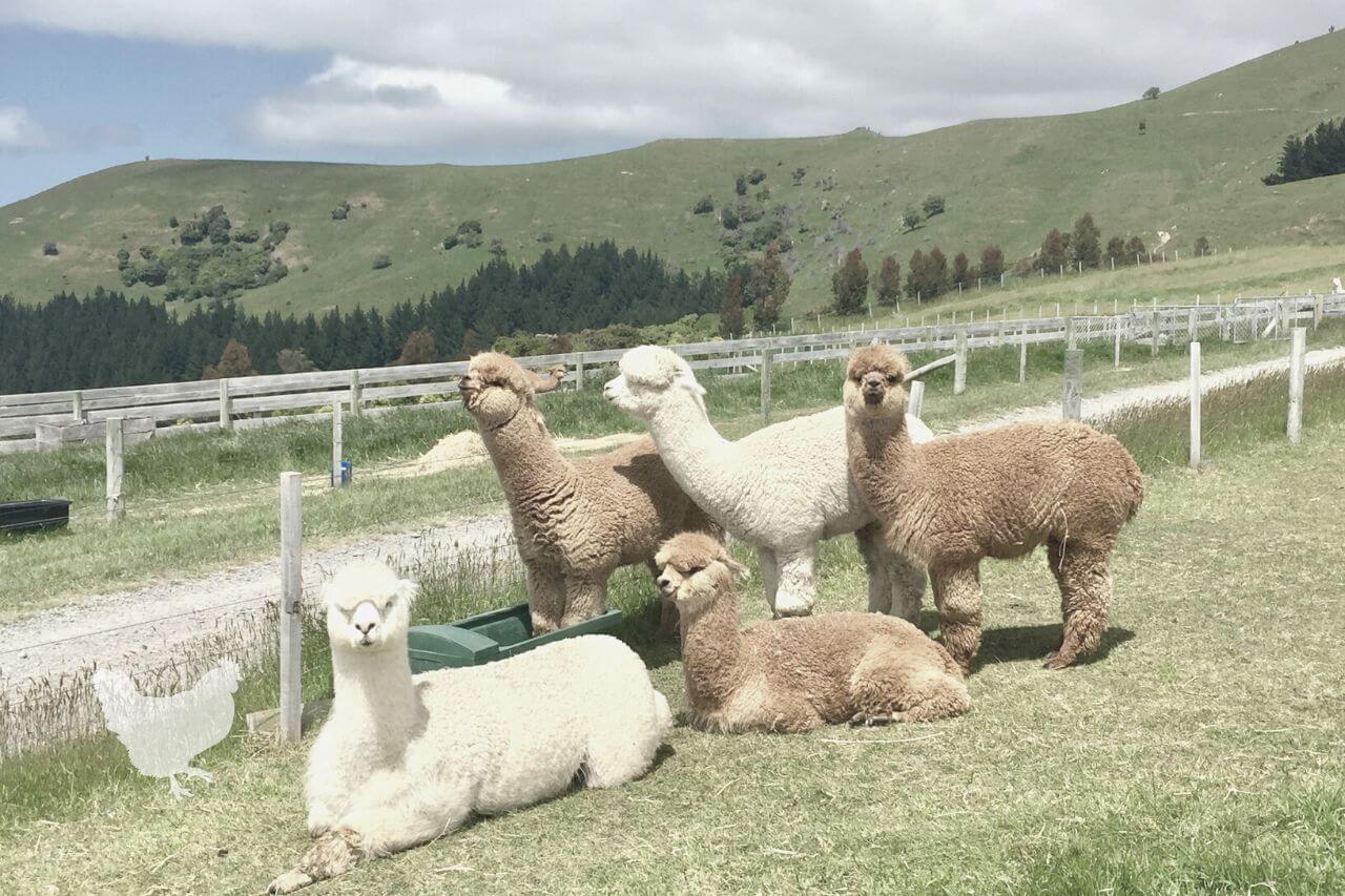 Alpaca Property Should Be Safely Fenced