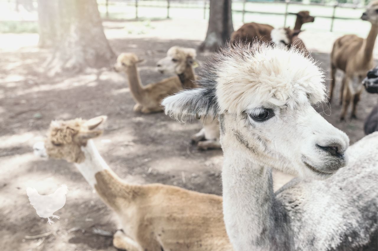 alpacas don’t house well with goats and sheep