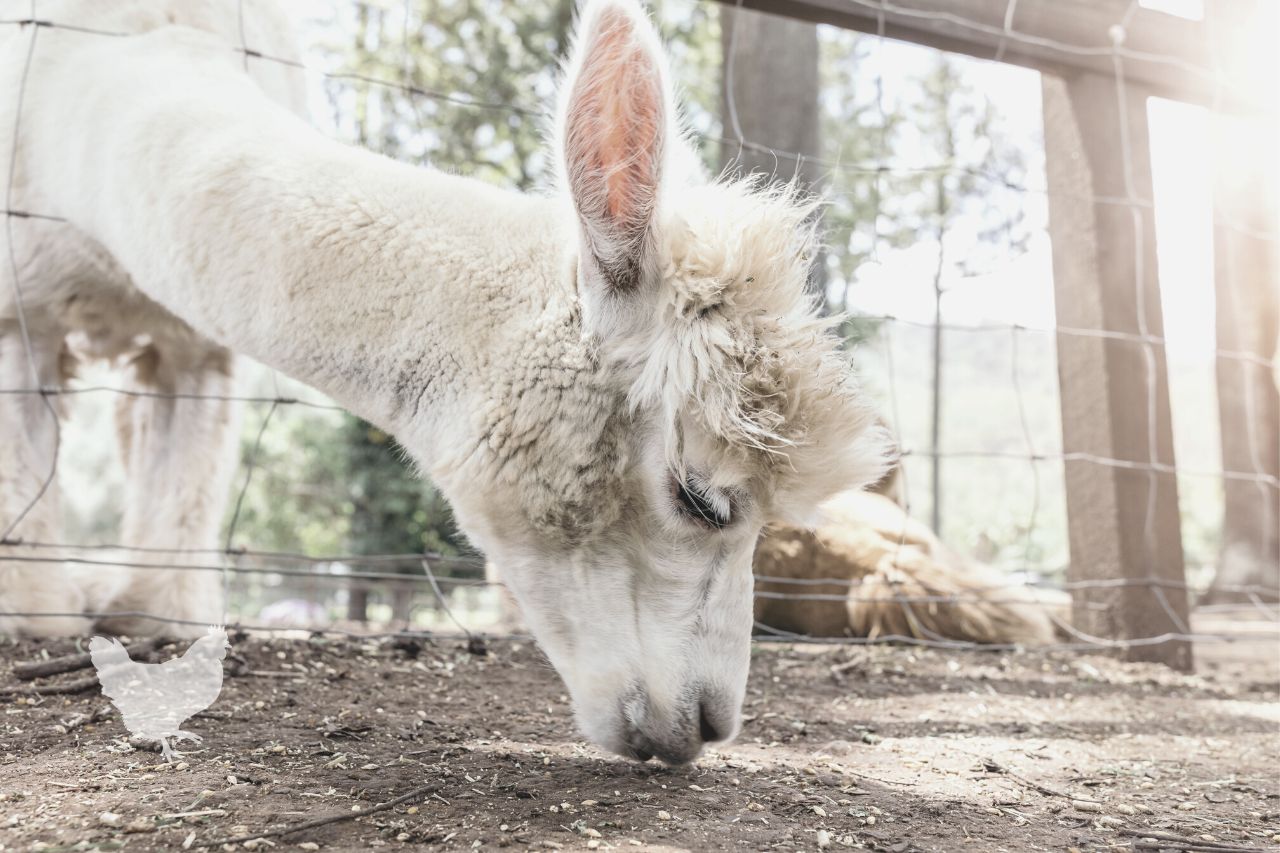 why do alpacas need so little feed