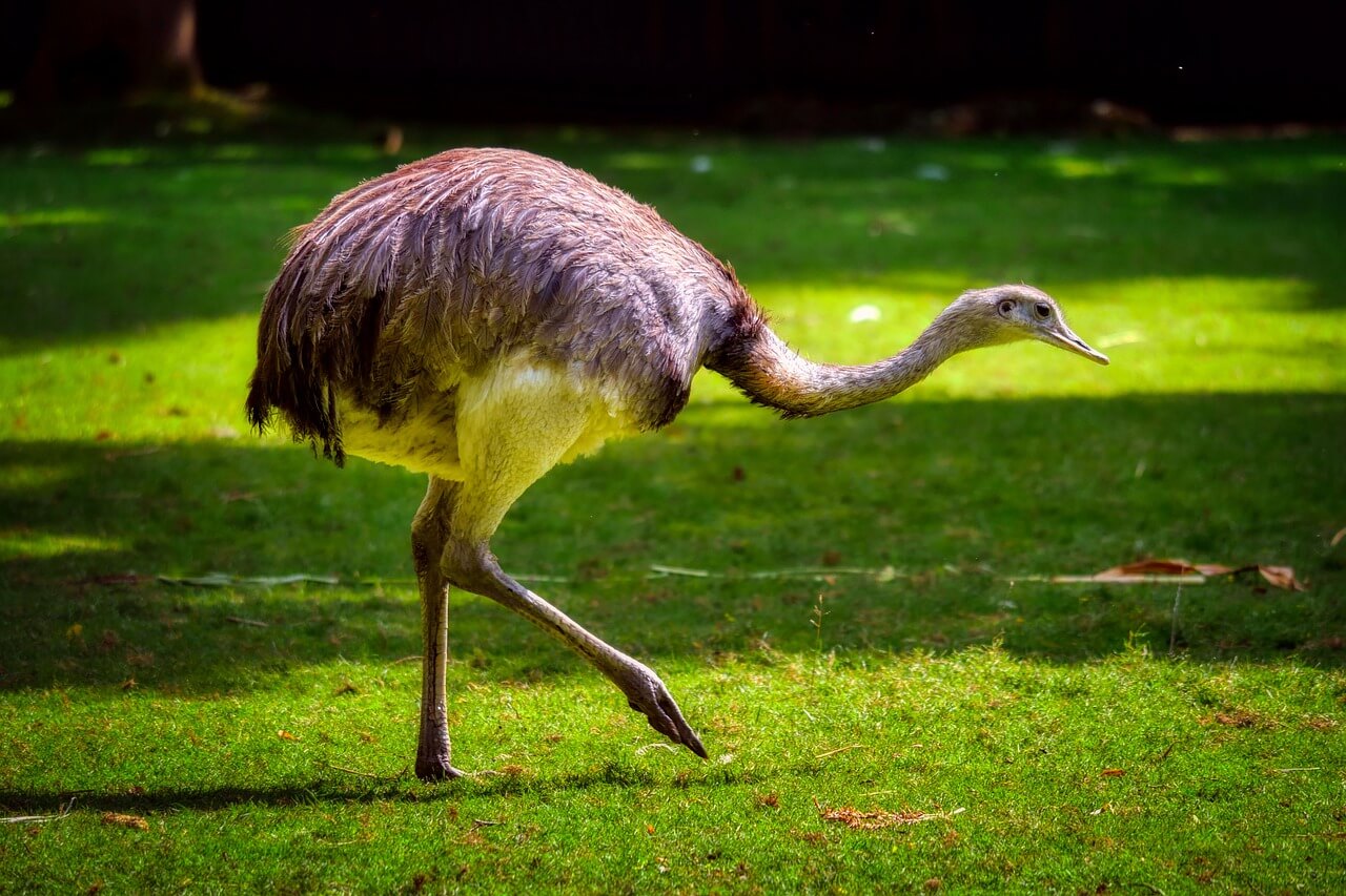 Did Ostriches Use to Fly