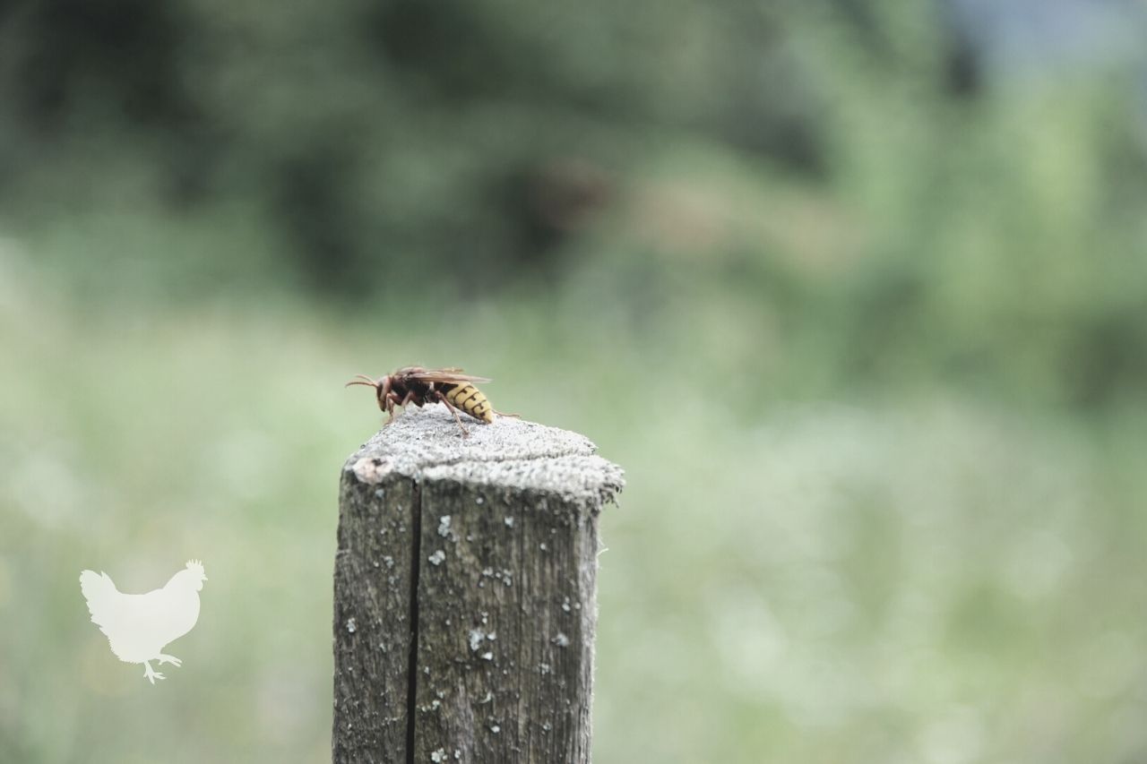 how to get rid of hornet's nest in hay baler