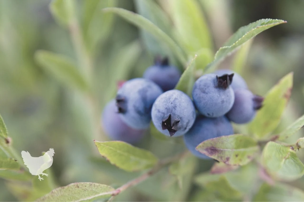 How To Identify Wild Blueberries