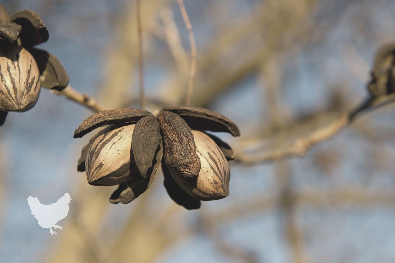 how to take care of a pecan tree