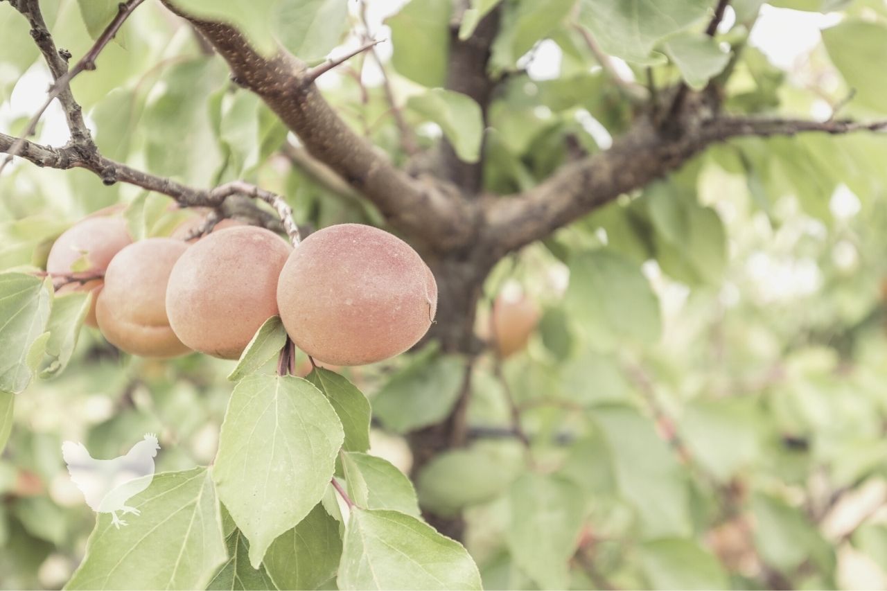 how long does it take for an apricot tree to bear fruit