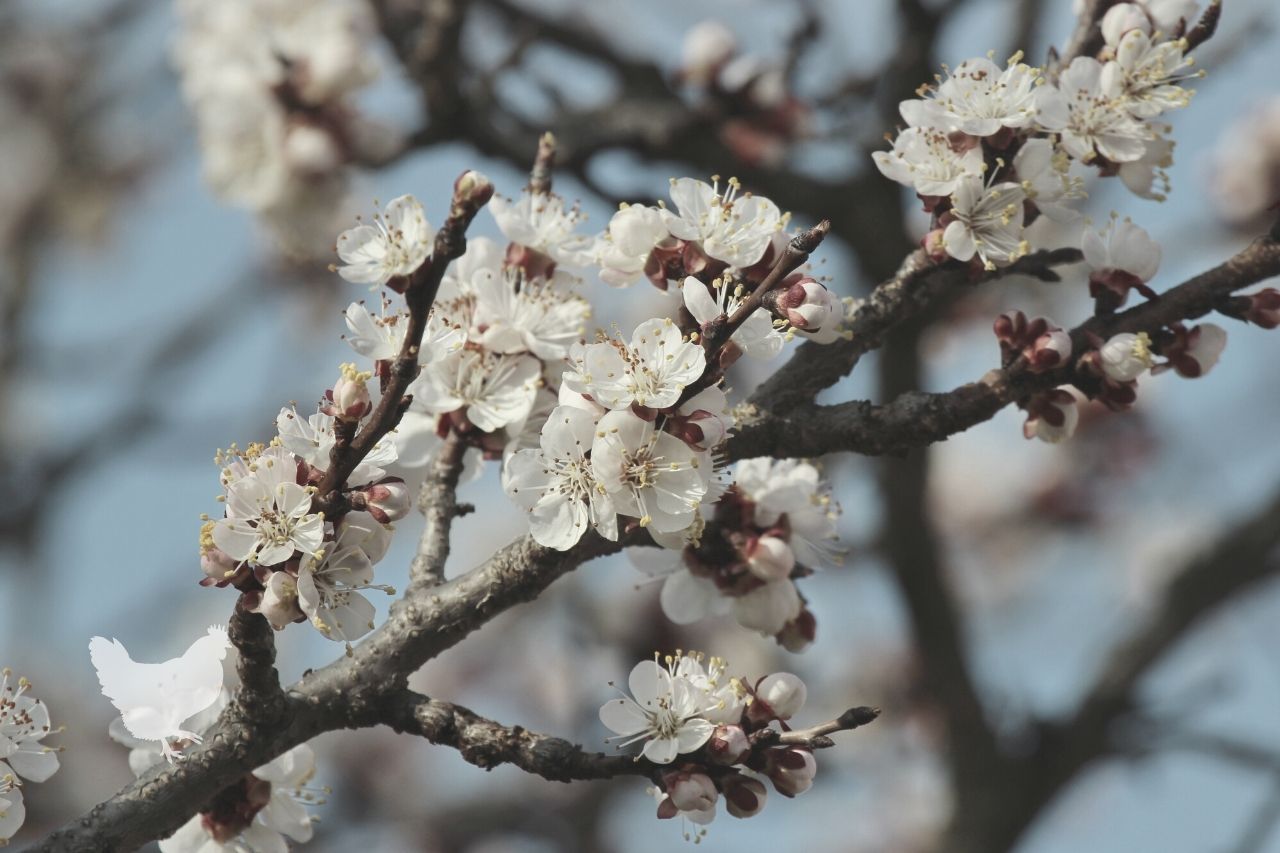 when does apricot tree bloom