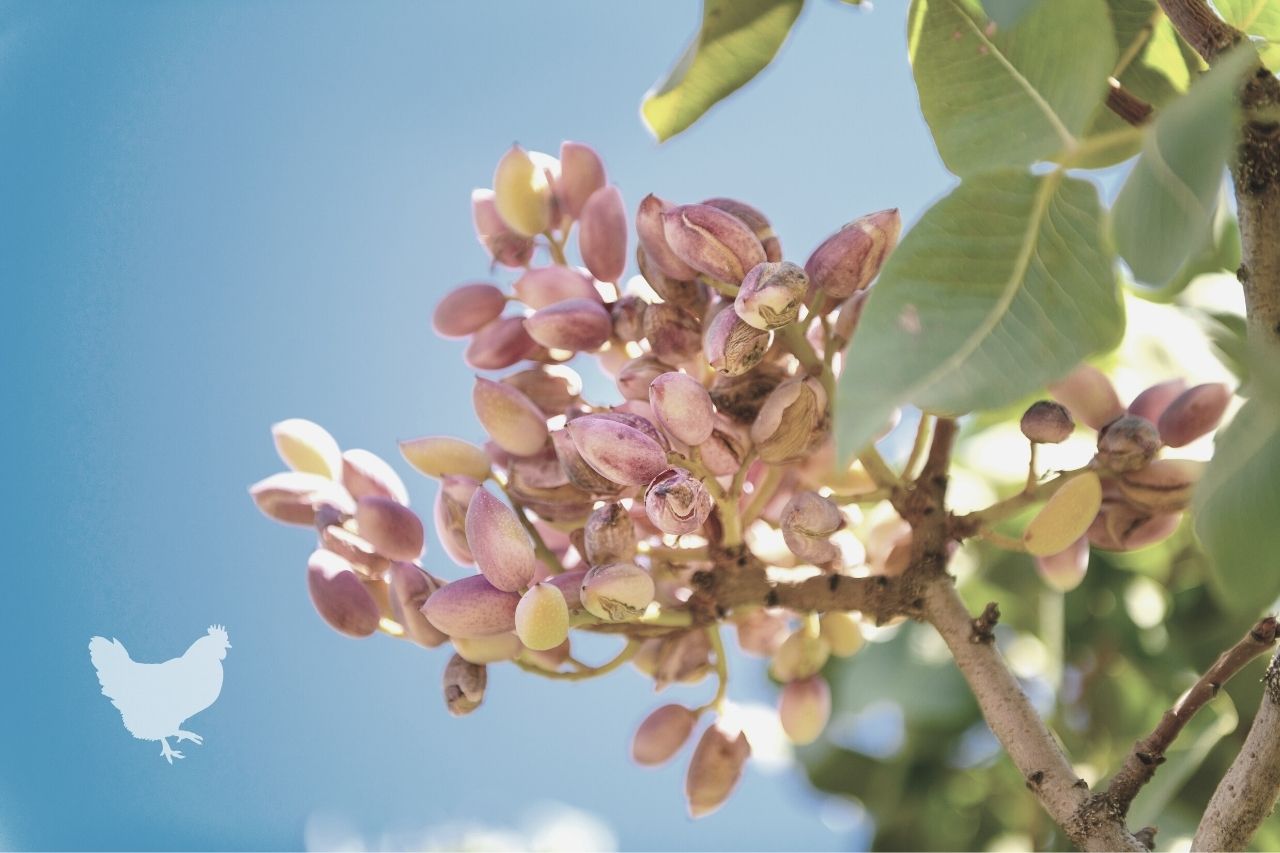 are pistachio trees easy to care for