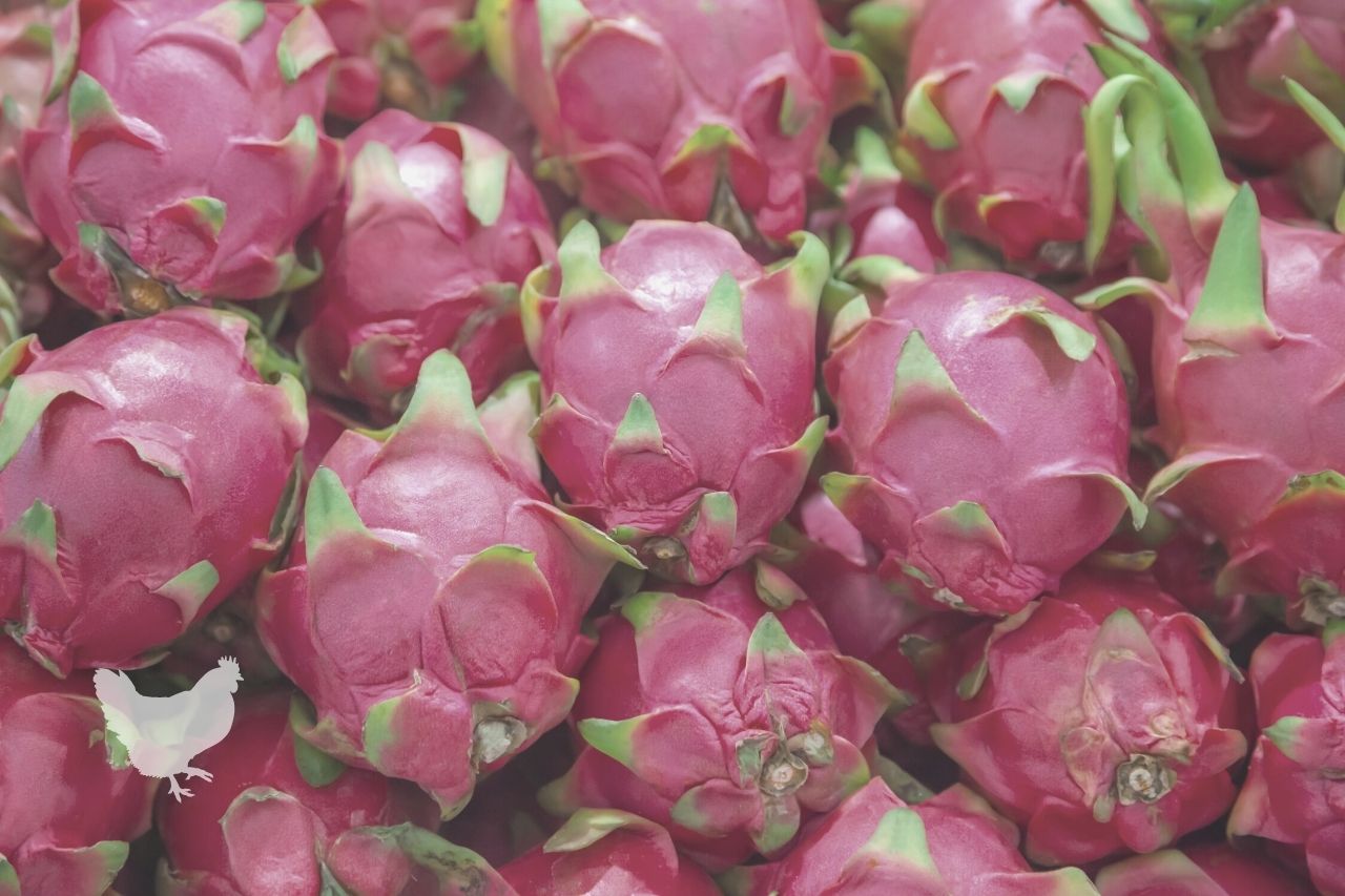 how do you know when to pick dragon fruit
