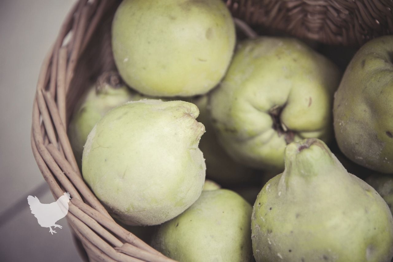 How To Store Quince Fruit At Home