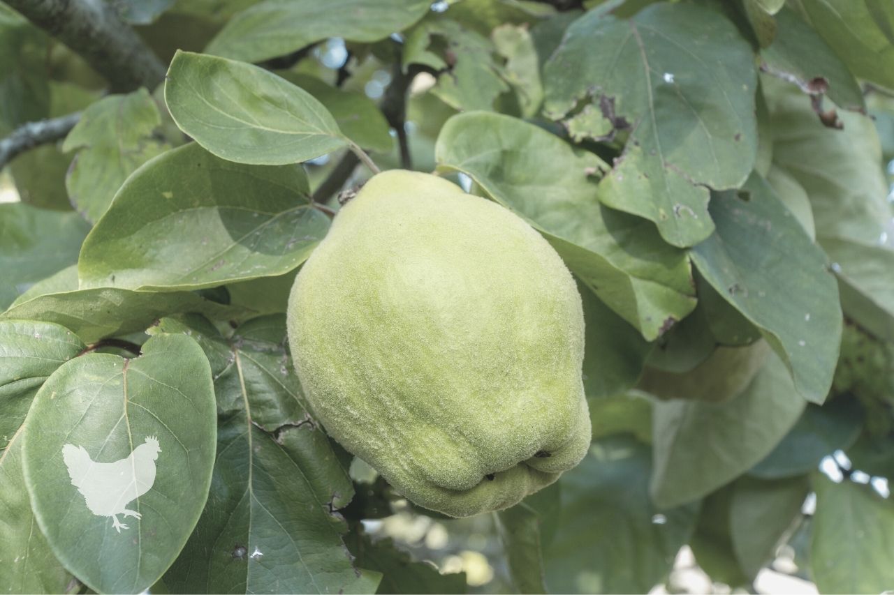 How To Plant Quince Trees