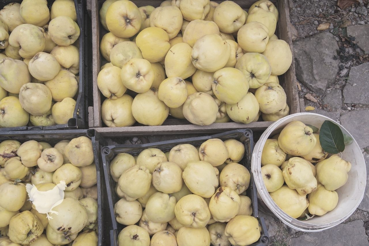 How to Pick Quince Fruit for Storing