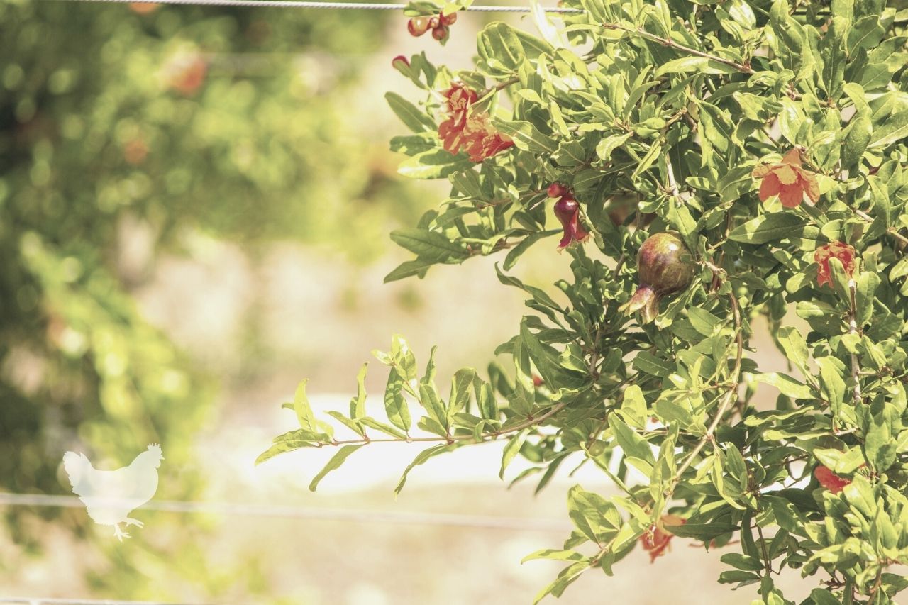 How To Take Care Of A Pomegranate Tree