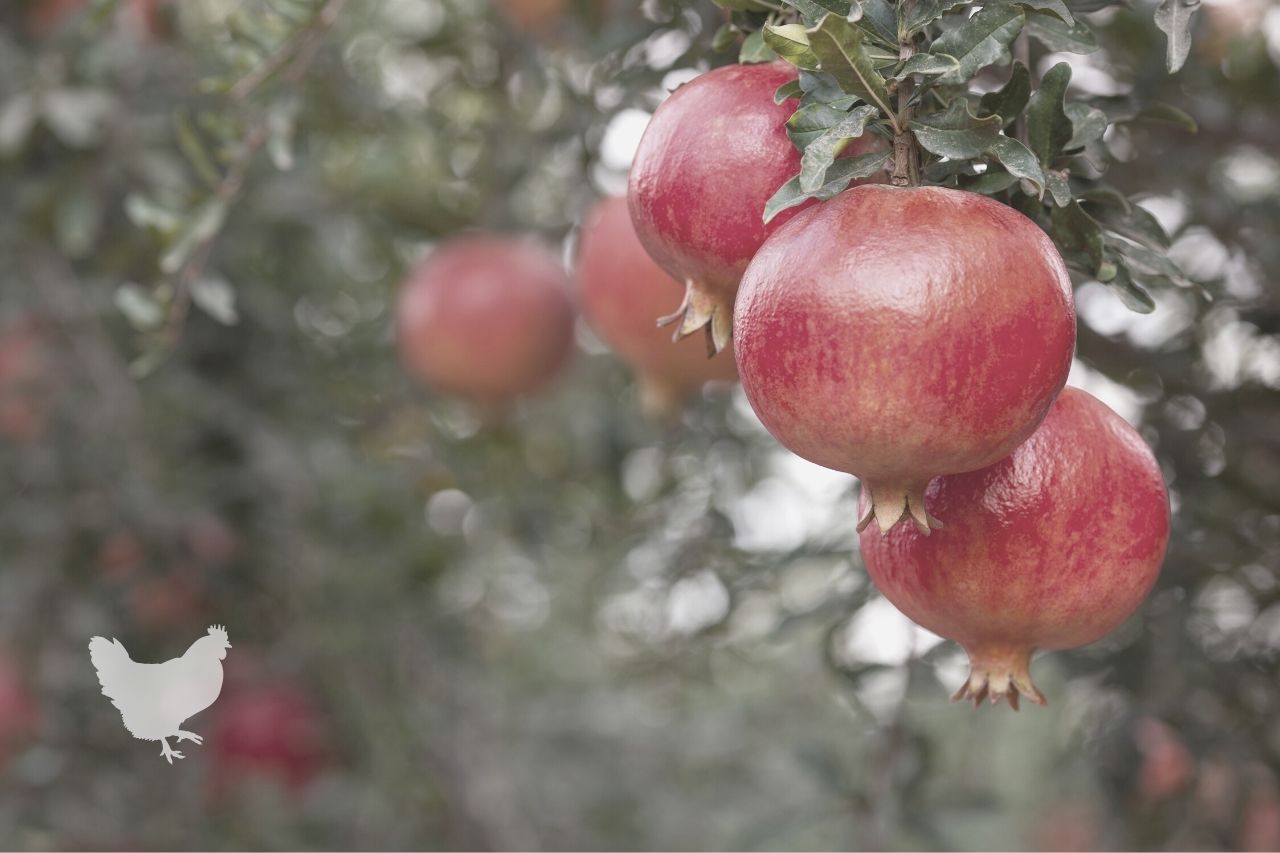How To Pick Pomegranates From A Tree?