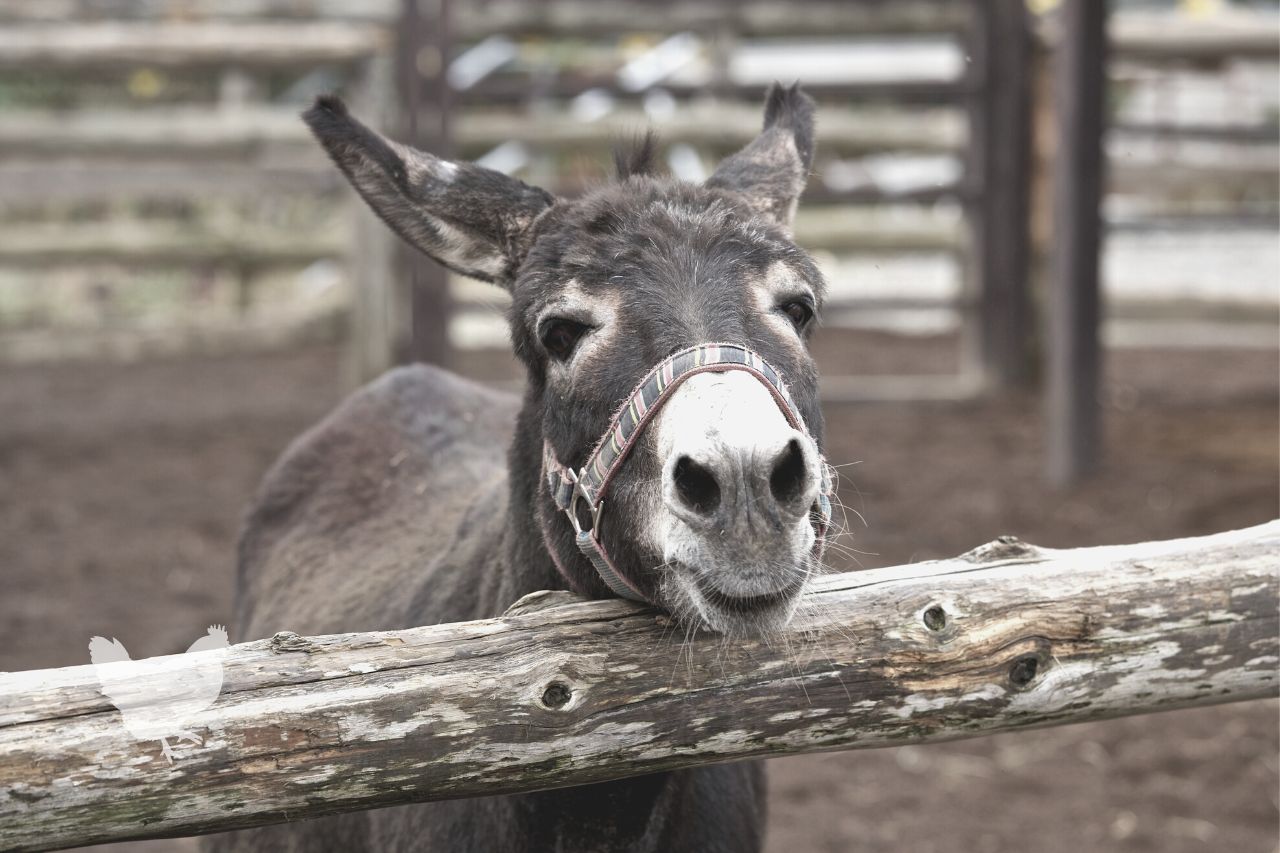 why might a donkey remain aloof