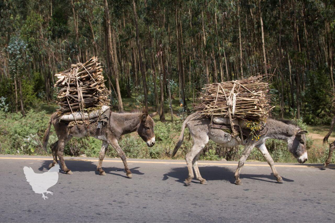 How Much Weight Can A Donkey Carry? — Farm & Animals