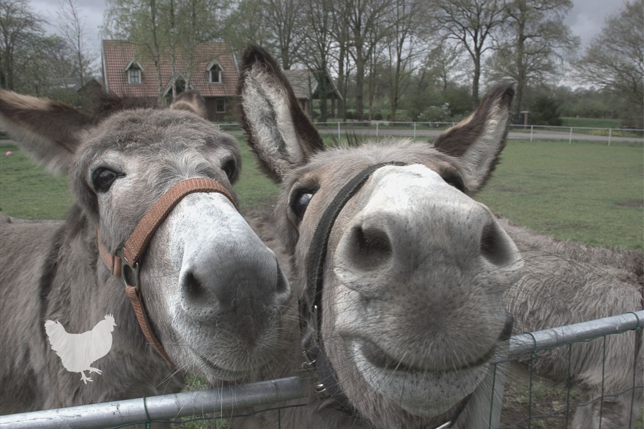 donkeys are sociable animals
