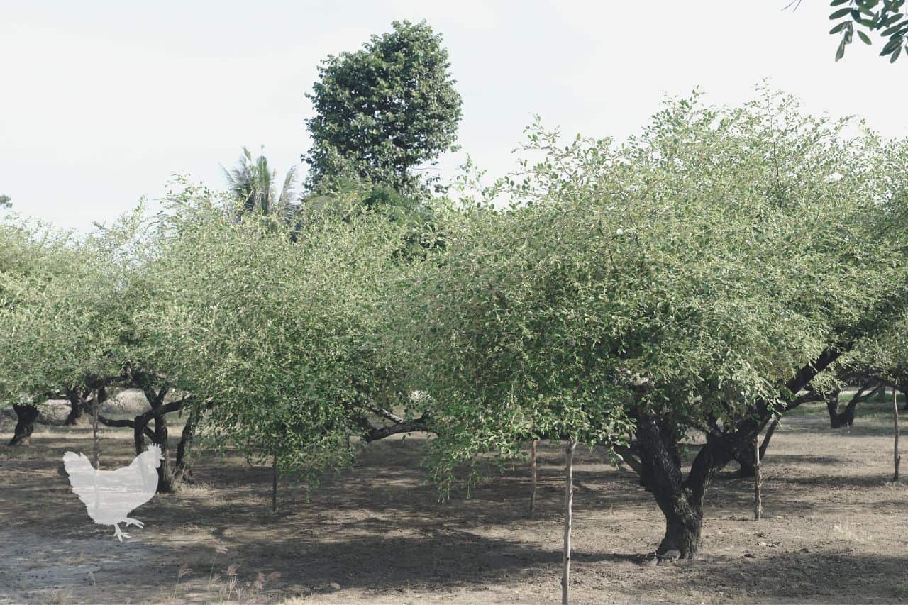 How And When To Prune Jujube Tree