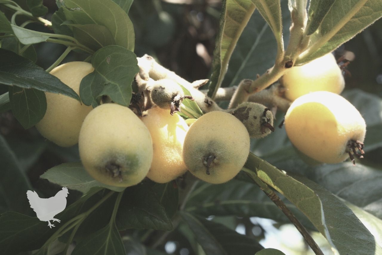 How To Harvest Medlar Fruits