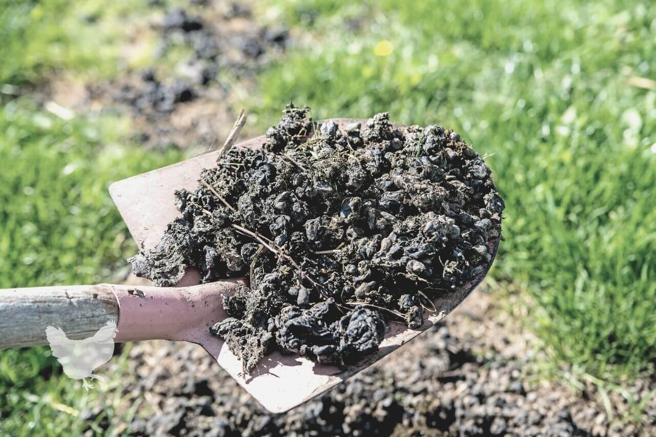 how to compost donkey manure