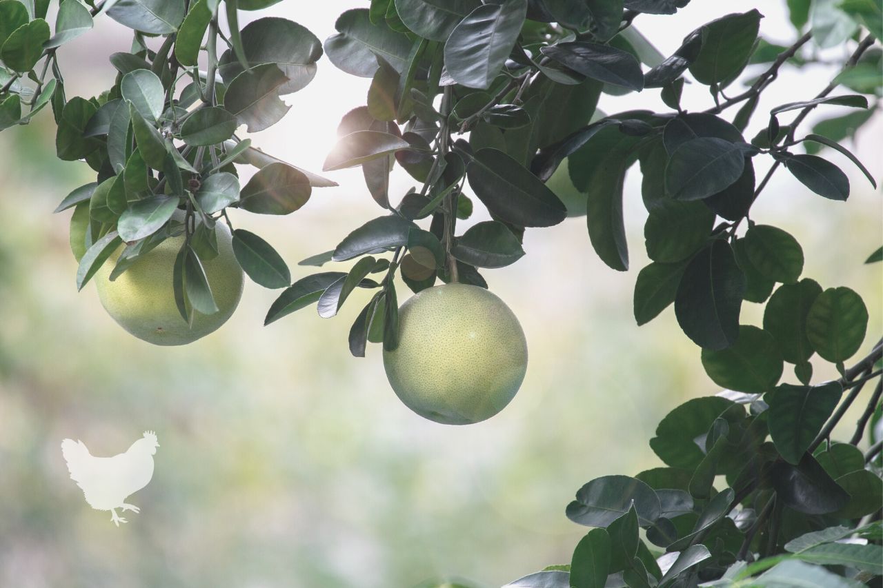 How To Take Care Of A Grapefruit Tree