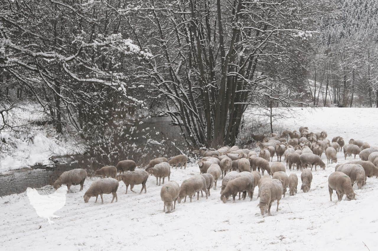 what can sheep eat in the winter