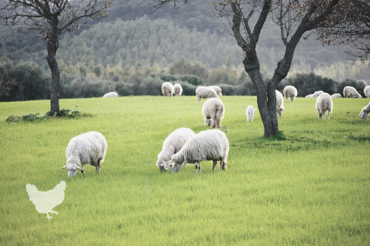 feeding sheep for purpose