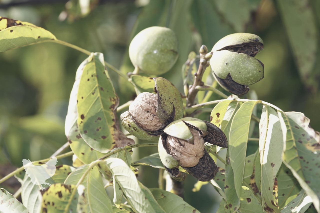 How To Grow A Walnut Tree From A Nut