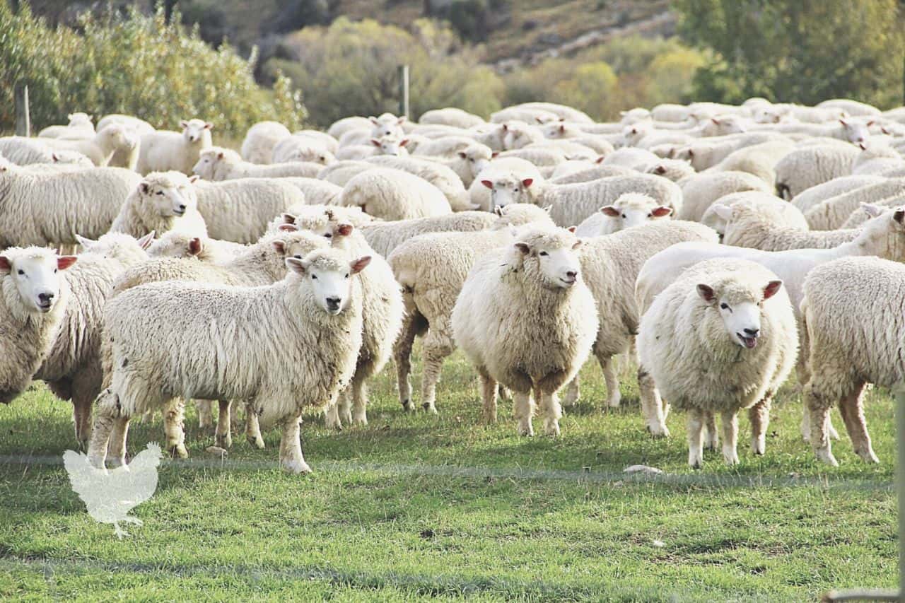 Are Sheep Smarter Than Other Farm Animals