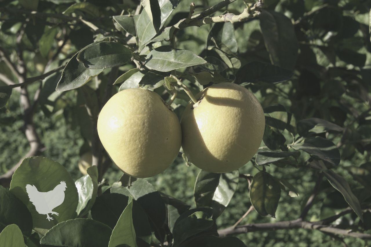 How Long Does It Take A Grapefruit Tree To Produce Fruit?