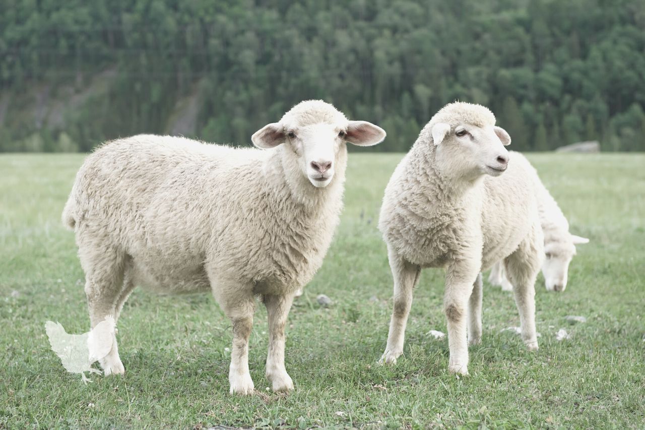 is it profitable to raise sheep for wool