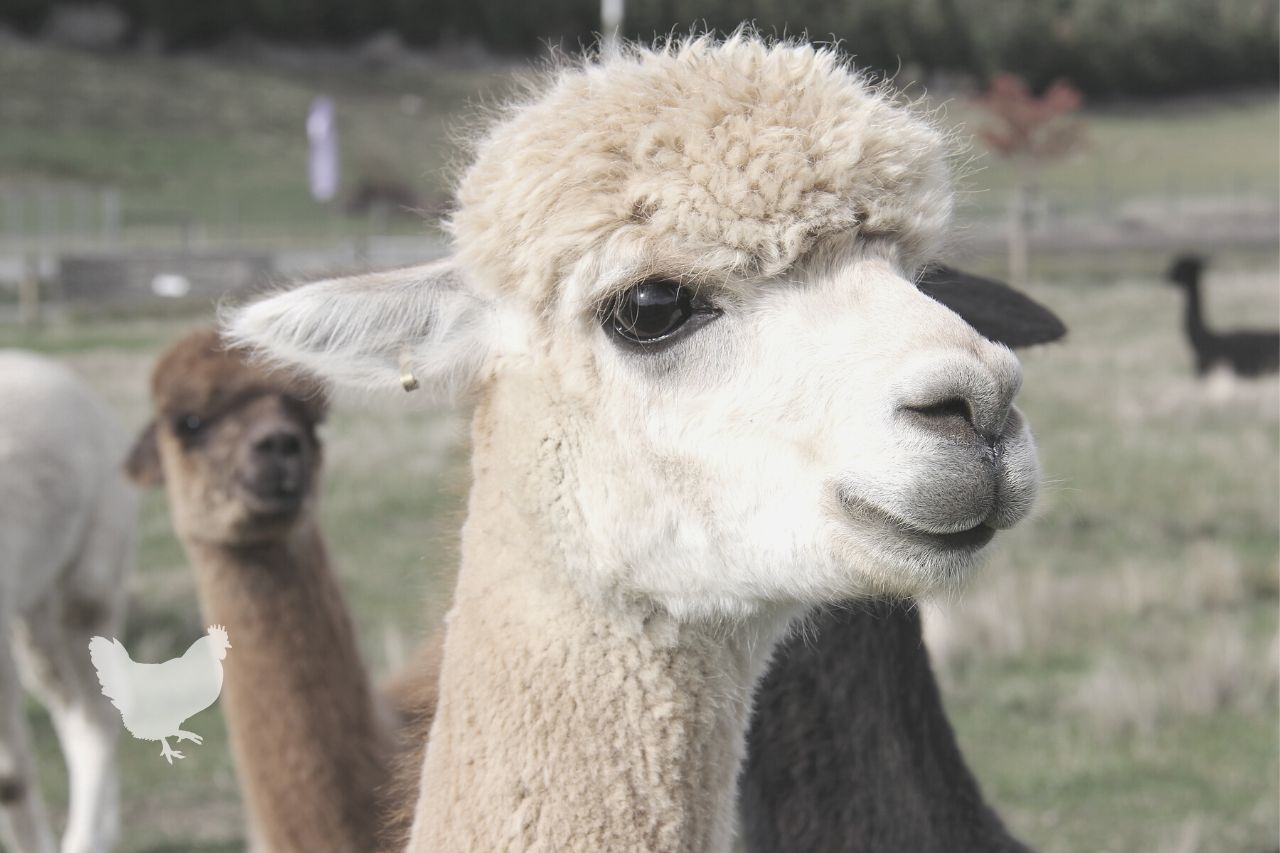 how to take care of an alpaca