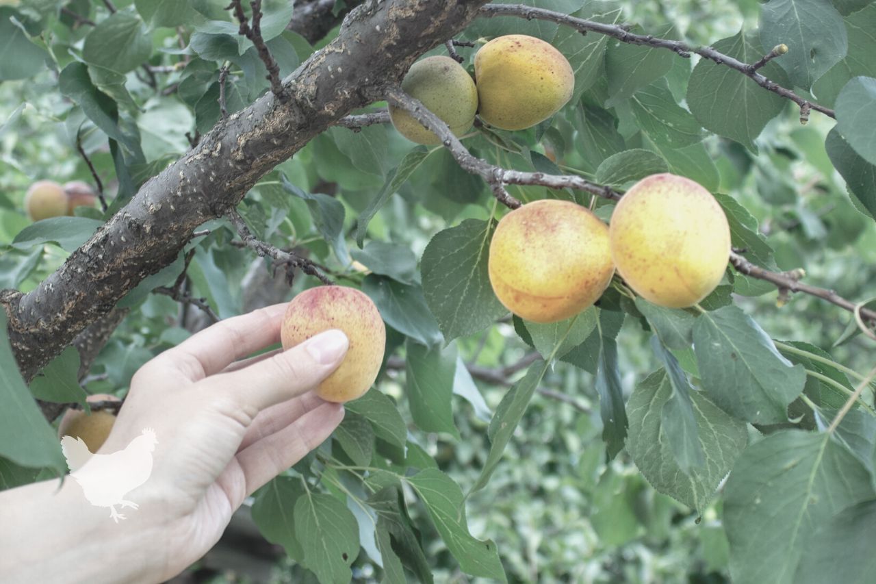 How Do You Pick Apricots