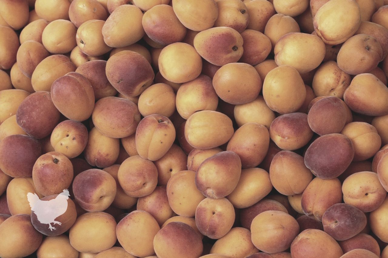 How To Tell If Your Apricots Have Gone Bad