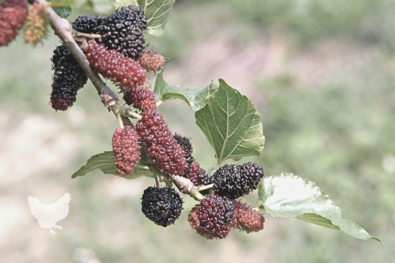 How Long Do Mulberries Last Once Picked?