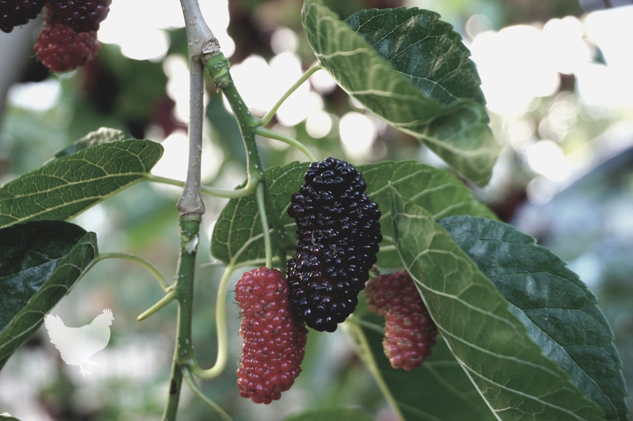 How To Stop A Mulberry Tree From Fruiting