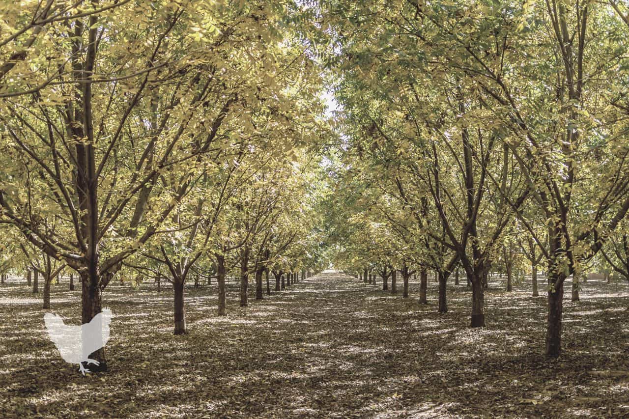 Can You Cut Down Pecan Trees In Texas?